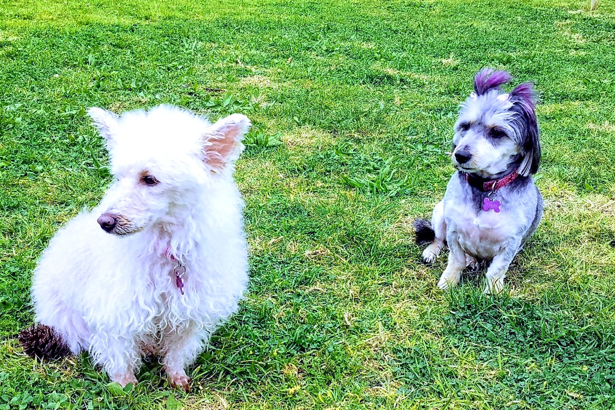 🐑 Το αρνάκι